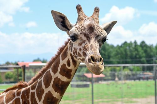 ¡Un gigante llega al EdoMéx! Se llama “Cosmo”, una jirafa macho que se suma al Zoológico de Zacango
